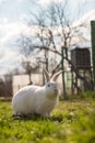 White rabbit in the green grass