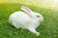 White rabbit in green grass Royalty Free Stock Photo