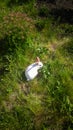 White rabbit on green summer grass. Royalty Free Stock Photo
