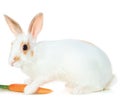 White rabbit Royalty Free Stock Photo
