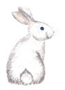 White rabbit isolated Royalty Free Stock Photo