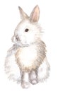 White rabbit isolated