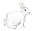 White rabbit isolated Royalty Free Stock Photo