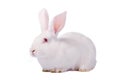 White rabbit isolated on white Royalty Free Stock Photo