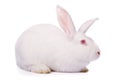 White rabbit isolated on white Royalty Free Stock Photo