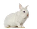 White Rabbit, isolated on white Royalty Free Stock Photo