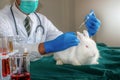 Experiment to white rabbit in laboratory