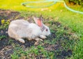 White Rabbit on lawn