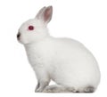 White Rabbit, 4 months old Royalty Free Stock Photo