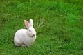 White Rabbit munching grass Royalty Free Stock Photo