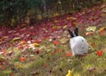 White Rabbit Namisum Island garden tree