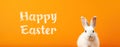 White rabbit on an orange background. Easter concept. Fluffy white animal, young hare. The Easter bunny looks into the