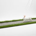 A white rabbit (Oryctolagus cuniculus) hops along a miniature Royalty Free Stock Photo