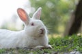 White rabbit outdoors.Close up bunny rabbit in agriculture farm.Rabbits are small mammals in the family Leporidae