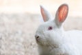 White rabbit outdoors.Close up bunny rabbit in agriculture farm.Rabbits are small mammals in the family Leporidae