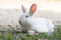 White rabbit outdoors.Close up bunny rabbit in agriculture farm.Rabbits are small mammals in the family Leporidae