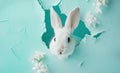 White rabbit peeking through blue paper with white flowers. Creative Easter concept Royalty Free Stock Photo