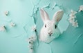 White rabbit peeking through blue paper with white flowers. Creative Easter concept Royalty Free Stock Photo