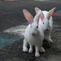 White rabbit pets shot in the road Royalty Free Stock Photo