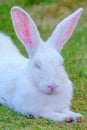 White rabbit with pink ears on the grass Royalty Free Stock Photo