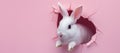 White Rabbit Poking Head Out of Pink Wall. Generative AI