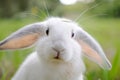 White rabbit Royalty Free Stock Photo
