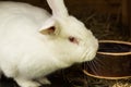 White rabbit. Rabbit in farm cage or hutch. Breeding rabbit concept Royalty Free Stock Photo