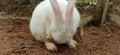 White rabbit at Rabbits Farm Berjaya Hills Malaysia Royalty Free Stock Photo