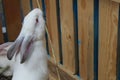 A white rabbit reaches for grass straw food against a wooden fence Royalty Free Stock Photo