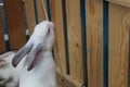 A white rabbit reaches for grass straw food against a wooden fence Royalty Free Stock Photo