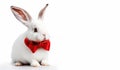White rabbit with a red bow isolated on a white background. Fluffy cute bunny on a white backdrop. Domestic dwarf rabbit with blue Royalty Free Stock Photo