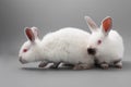 White rabbit with red eyes on a gray background. Studio. Royalty Free Stock Photo