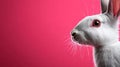 A white rabbit with red eyes on a pink background Royalty Free Stock Photo
