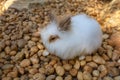 White rabbit rest on the rock Royalty Free Stock Photo