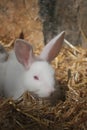 White rabbit resting in straw at a farm setting Royalty Free Stock Photo