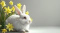 a white rabbit seated in the lower right corner beside spring flowers against a gray background, leaving ample empty