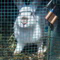 White rabbit sits in a cage