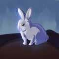 A white rabbit sits on the ground at night and the moon is shining