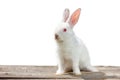 White rabbit sits on a white background isolation