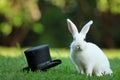 white rabbit sitting with a black top hat beside on green grass Royalty Free Stock Photo