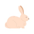 White rabbit sitting, funny happy bunny with long ears on head Royalty Free Stock Photo
