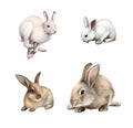 White Rabbit sitting, White hare running away. Gray rabbit. Isolated on white background. Royalty Free Stock Photo