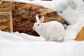 White Rabbit in the Snow Royalty Free Stock Photo