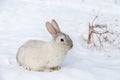 White rabbit on the snow Royalty Free Stock Photo