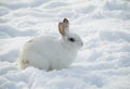 White rabbit in snow profile Royalty Free Stock Photo