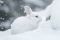 White rabbit in a snowy landscape Royalty Free Stock Photo
