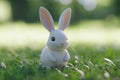 A white rabbit is standing in a grassy field Royalty Free Stock Photo