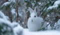 A white rabbit is standing in the snow, looking at the camera Royalty Free Stock Photo