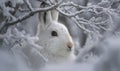 A white rabbit is standing in the snow, looking at the camera Royalty Free Stock Photo