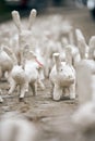 White rabbit statues made of plaster at outdoor art exhibition, funny white hares on street